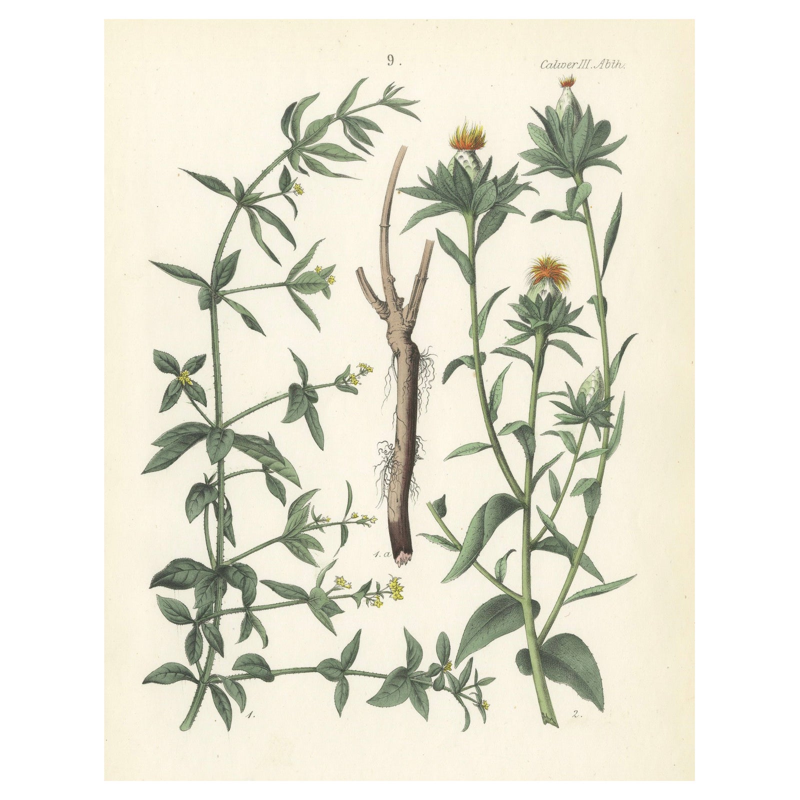 Hand-Colored Botanical Lithograph of Madder and Safflower, 1854