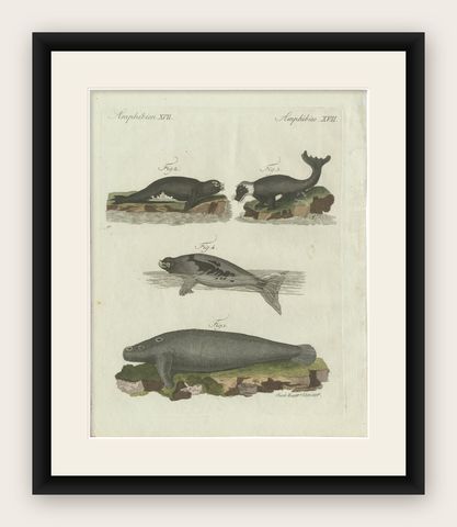 Original Antique Print of Seals, Sea Lion and Manatee by Bertuch, 1790, shown framed