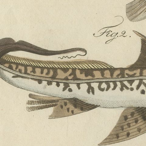 Lionfish, Chimaera, Scorpionfish and Boxfish, Antique Bertuch Print, circa 1805, close-up 6