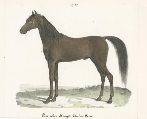 Antique Horse Print of a Persian Stallion, view 3