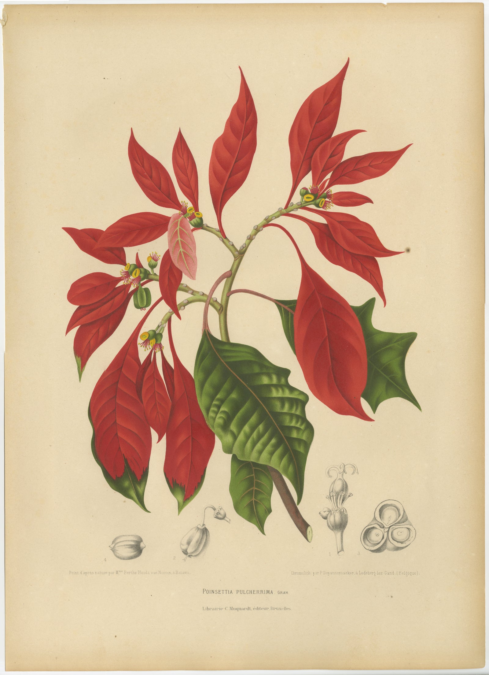 Original Antique Poinsettia Botanical Chromolithograph by Hoola van Nooten, 1880