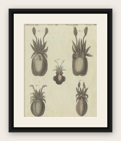 Intricate Depictions of Marine Life: Hand-Colored Copperplate Engraving, 1805, shown framed