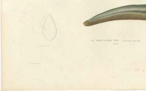 Antique Print of the Deep-Sea Spiny Eel (Notacanthus nasus), Paris, 1845, close-up 1
