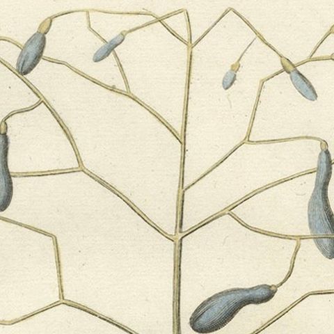 Bahama Finch Engraving by J.M. Seligmann, Hand-Colored Bird Print, 18th century, close-up 4