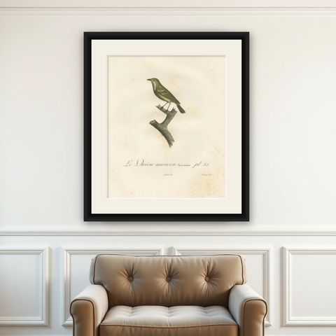 Large Antique Vireo Bird Illustration - 1807 Vieillot Handcolored Print, shown framed on a wall