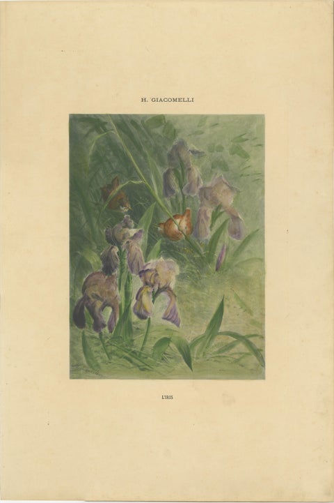 Delicate Irises with Birds - Old Giacomelli Botanical and Ornithological Print, view 2