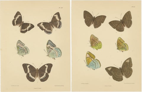 Vibrant Victorian Butterfly Lithographs: Delicate Portraits by Moore, 1878, view 4