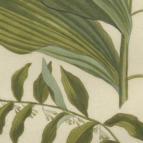Antique Botany Print of the Polygonatum Multiflorum or Solomon's Seal, close-up 2