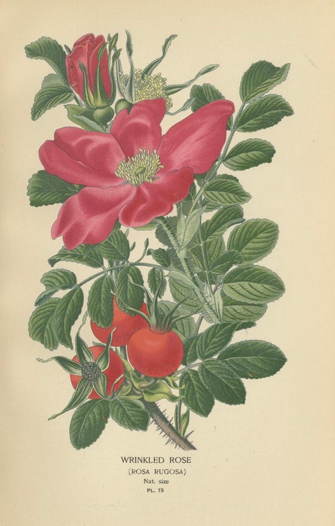 Historic Roses: A Victorian Botanical Showcase, 1896, close-up 2