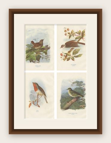 Set of 4 Antique Bird Prints Wren, Whitethroat, Robin, 1901, shown framed