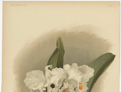 Large Antique Botanical Print, White Orchid Cattleya Schroederæ Alba, c.1888, close-up 2
