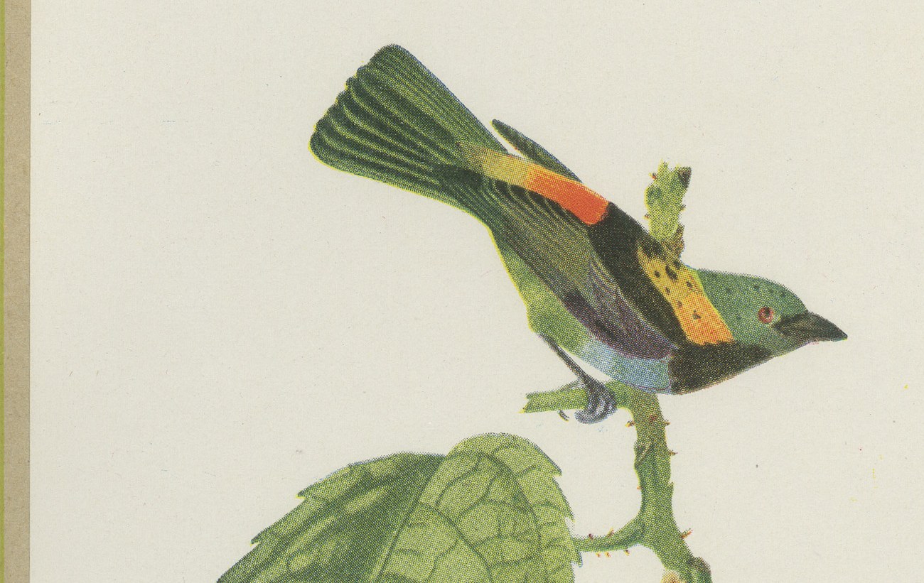 Tanagers and Warblers, Brazilian Bird Print, Descourtilz, 1944, view 3