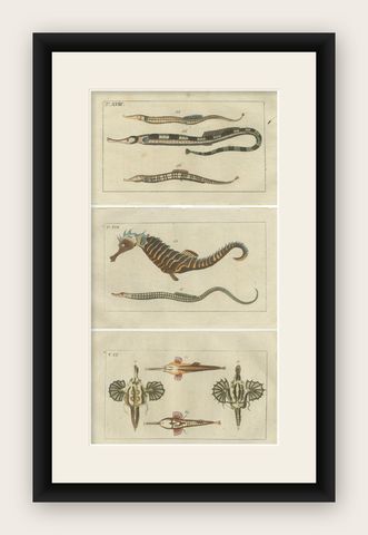 Set of 3 Antique Fish Prints - Short Dragonfish - Pipefish - Seahorse, shown framed