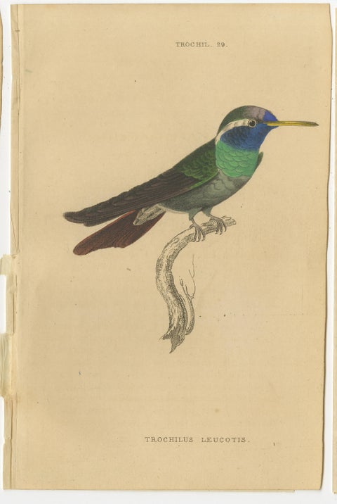 Set of 7 Antique Bird Prints, Harlequin Hummingbird, by Jardine '1837', view 6