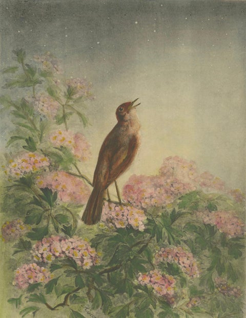 The Nightingale's Song - Giacomelli’s Floral and Avian Art, Circa 1891, close-up 3