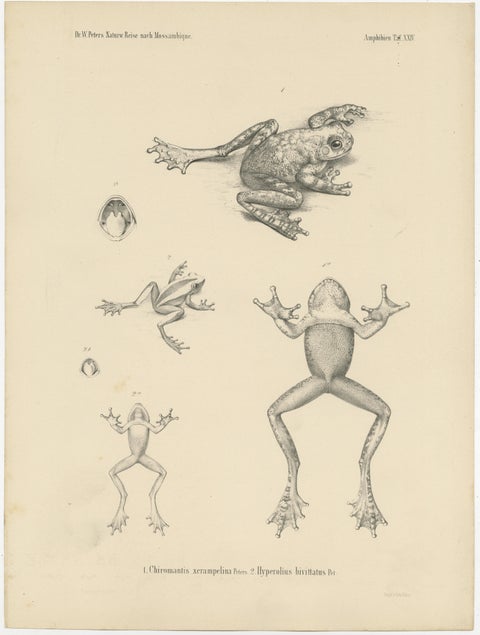 Frog Species of Mozambique: An Antique Naturalist's Journey, view 2