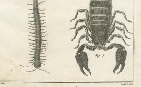 Antique Engraving of Spiders, Centipede and Scorpion by Diderot, ca.1770, close-up 3