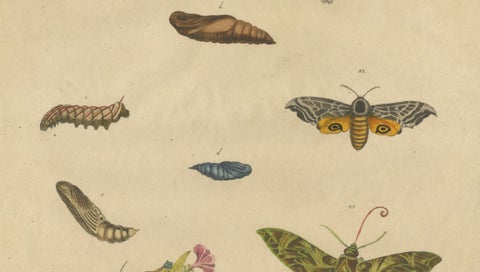 Death's-Head Hawkmoth and Caterpillars, Brodtmann Print, 1816, close-up 2