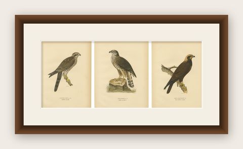 Scandinavian Birds of Prey Triptych, Svenska Fåglar Lithographs, 1929, shown framed