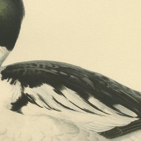 Antique Bird Print of the Common Goldeneye by Von Wright, 1929, close-up 2