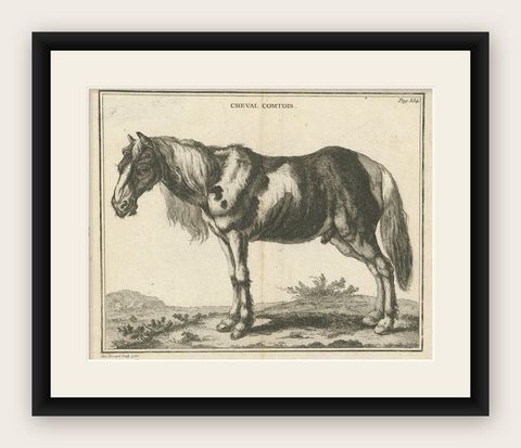 Antique Print of a Comtois Horse by Fessard, '1819', shown framed