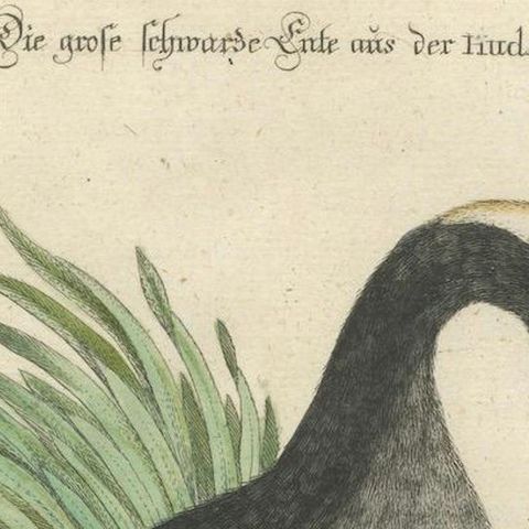 Engraving of the Large Black Duck from Hudson's Bay by Johann Seligmann, ca.1770, close-up 6