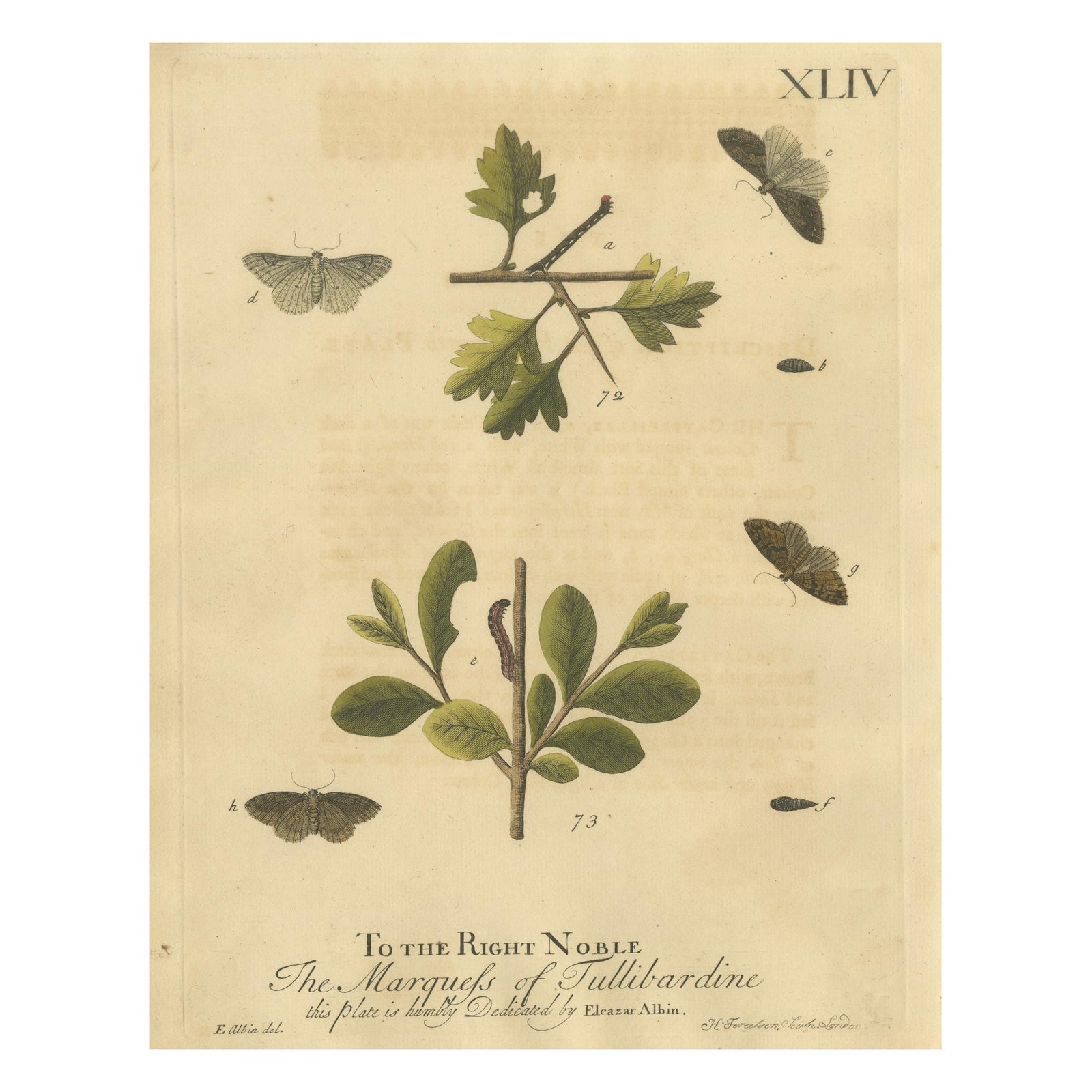 English Moths on Oak, Hand-Colored Insect Engraving, Eleazar Albin 1720