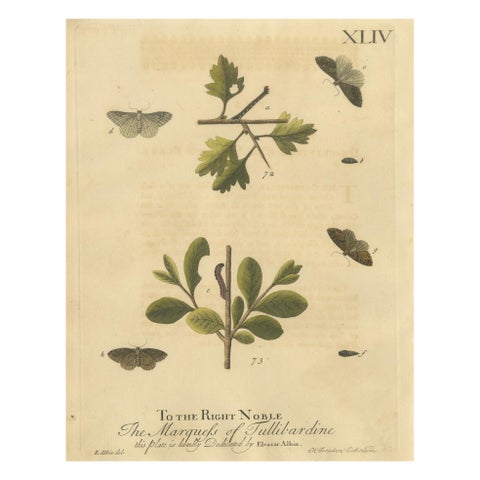 English Moths on Oak, Hand-Colored Insect Engraving, Eleazar Albin 1720