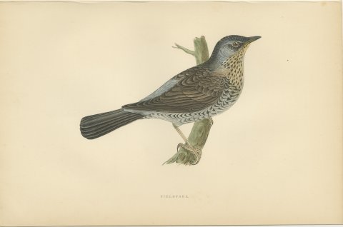 Fieldfare on a Green Stump, Hand Colored Thrush Print, Morris, 1896, view 2