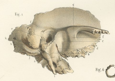 The Temporal Bone and Ear Canal, Antique Hirschfeld Anatomy Print, 1866, view 6