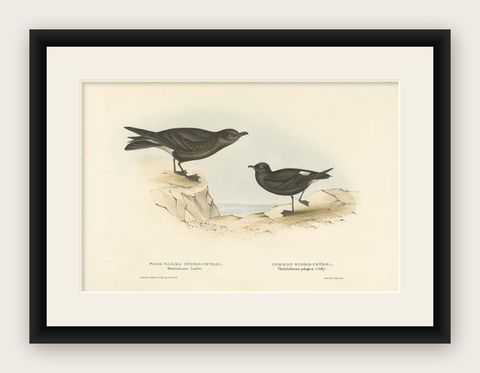 Antique Bird Print of Storm Petrels by Gould, 1832, shown framed