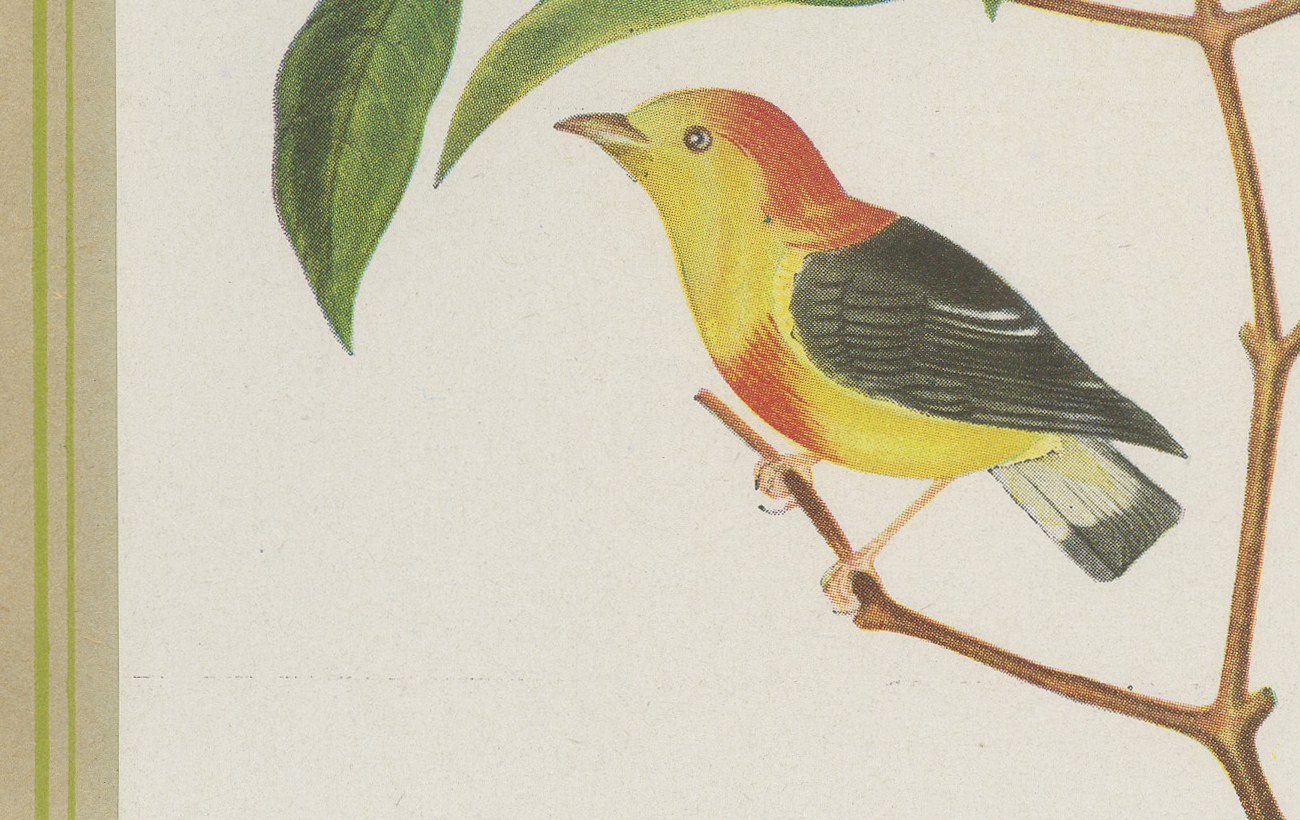 Manakins and Tanagers, Brazilian Bird Print, Descourtilz, 1944, view 5