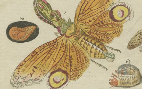 Original Antique Print of Exotic Insects, Lanternfly and Mantis, c. 1790, close-up 4