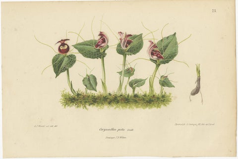 Set of 3 Antique Botany Prints, Orchid, Persian Violet, by Oudemans, circa 1865, view 2