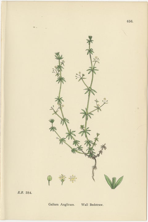 Set of 10 English Botanical Prints 1902, Galium & Asperula, Sowerby, view 5