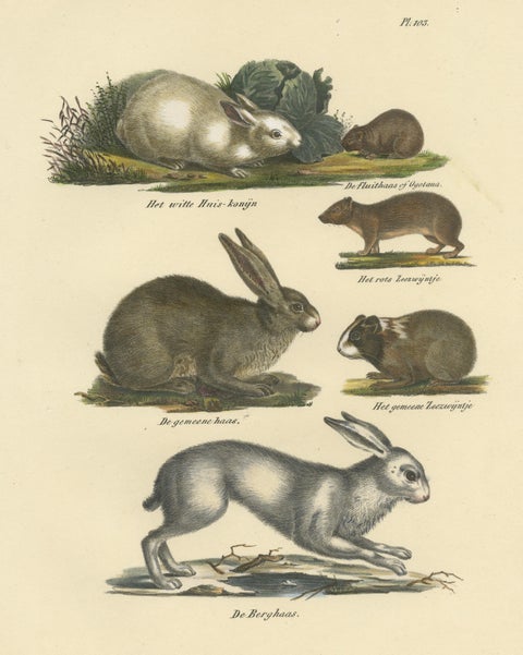 Antique Print of a Rabbit, Hares, Pika and other Rodents, view 3