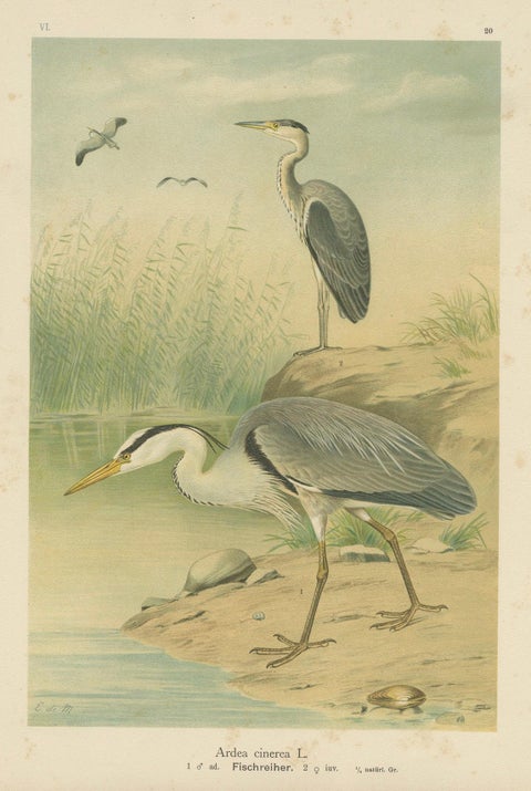 Antique Bird Print of the Grey Heron by Naumann, circa 1895, close-up 4