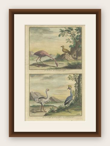 Old Engraving of a Black Grouse, Flamingo, Ostrich and Common or Crested Crane, shown framed