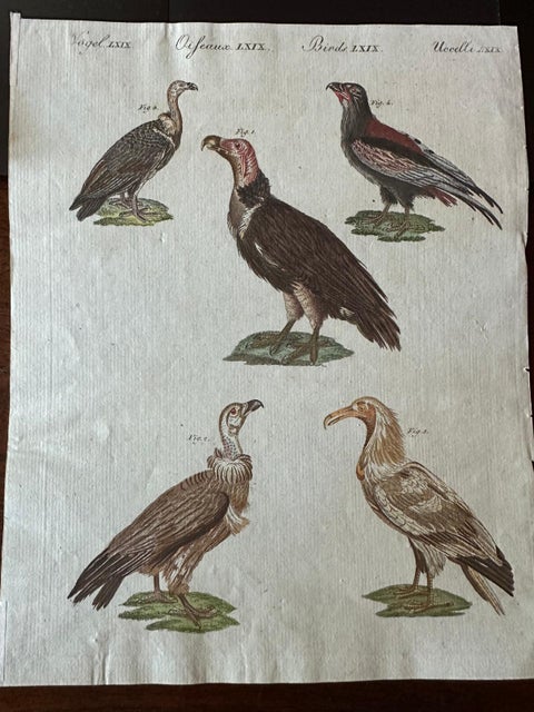 Original Antique Bird Print of African and Asian Vultures, c.1800, view 5
