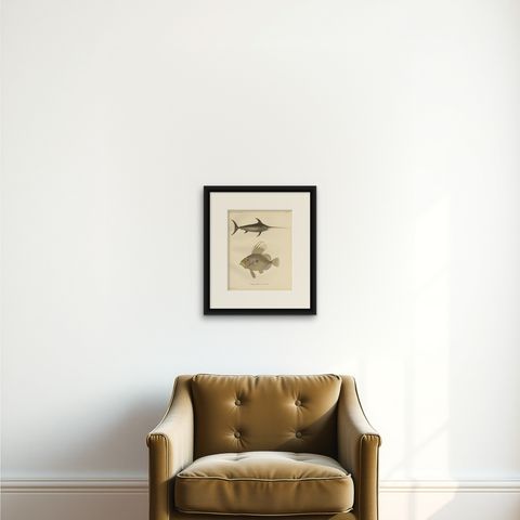 Swordfish and John Dory - Striking Scandinavian Fish Lithograph, 1895, shown framed on a wall
