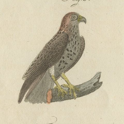Six Hawks and Buzzards, Birds of Prey, Antique Bertuch Print, circa 1805, close-up 5