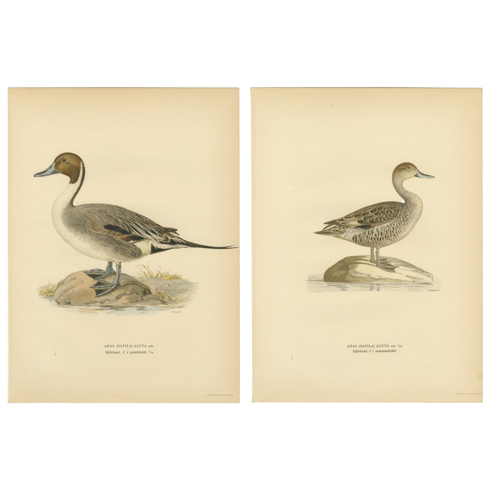 1929 Swedish Pintail Lithographs, Nordic Natural History Pair