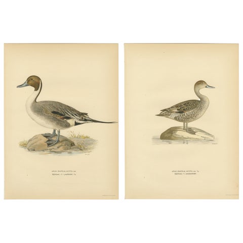 1929 Swedish Pintail Lithographs, Nordic Natural History Pair