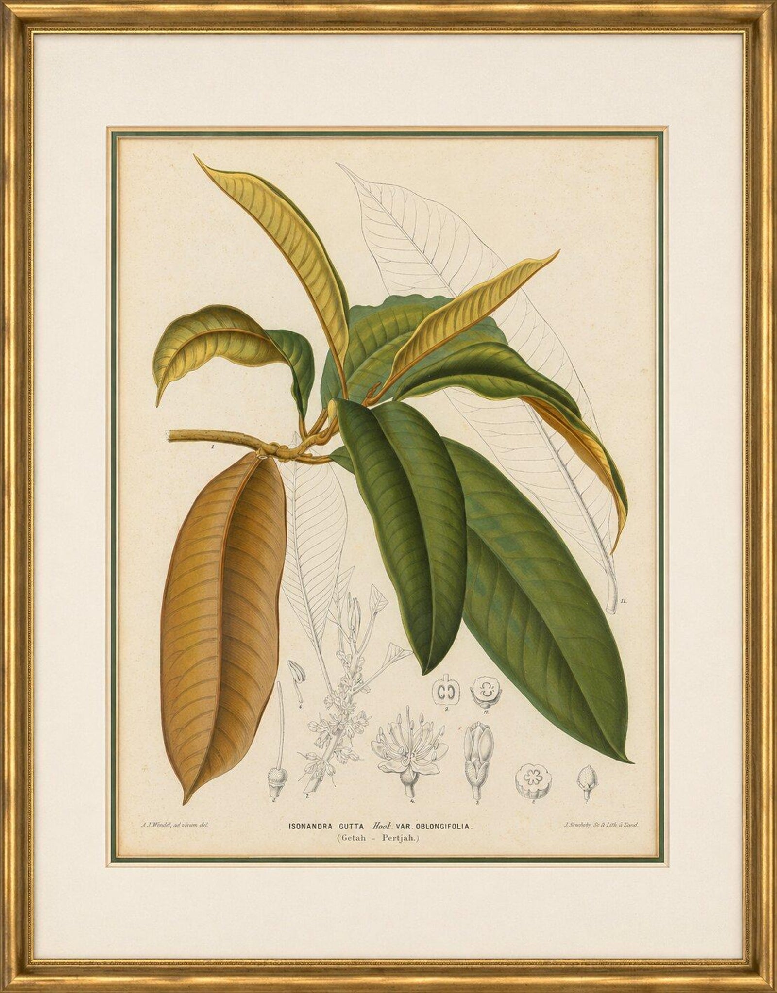 Antique Botanical Lithograph, Isonandra Gutta Percha Plant, de Vriese, 1856