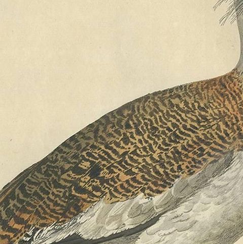 Antique Bird Print of the Great Bustard by Sepp & Nozeman, 1829, close-up 1