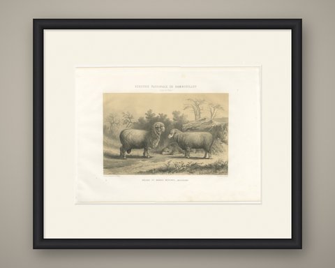 Mauchamp Merino Ram and Ewe, Rambouillet, Antique Sheep Print, 1873, shown framed