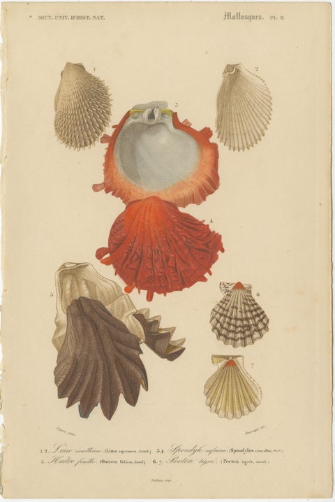 Aquatic Elegance: Molluscan Diversity Illustrated and Hand-Colored in 1849, view 3