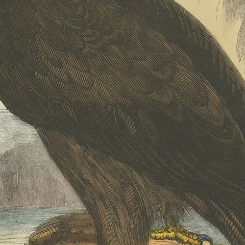 The Majestic Golden Eagle, Antique Wood Engraving, circa 1860, close-up 5