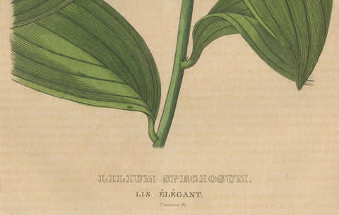 Lilium speciosum (Elegant Lily), Hand-Colored Botanical Engraving, ca.1825, close-up 2
