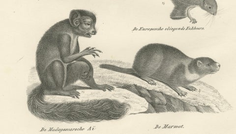 Antique Lithographs of Squirrels & Flying Squirrels, 19th Century, close-up 3